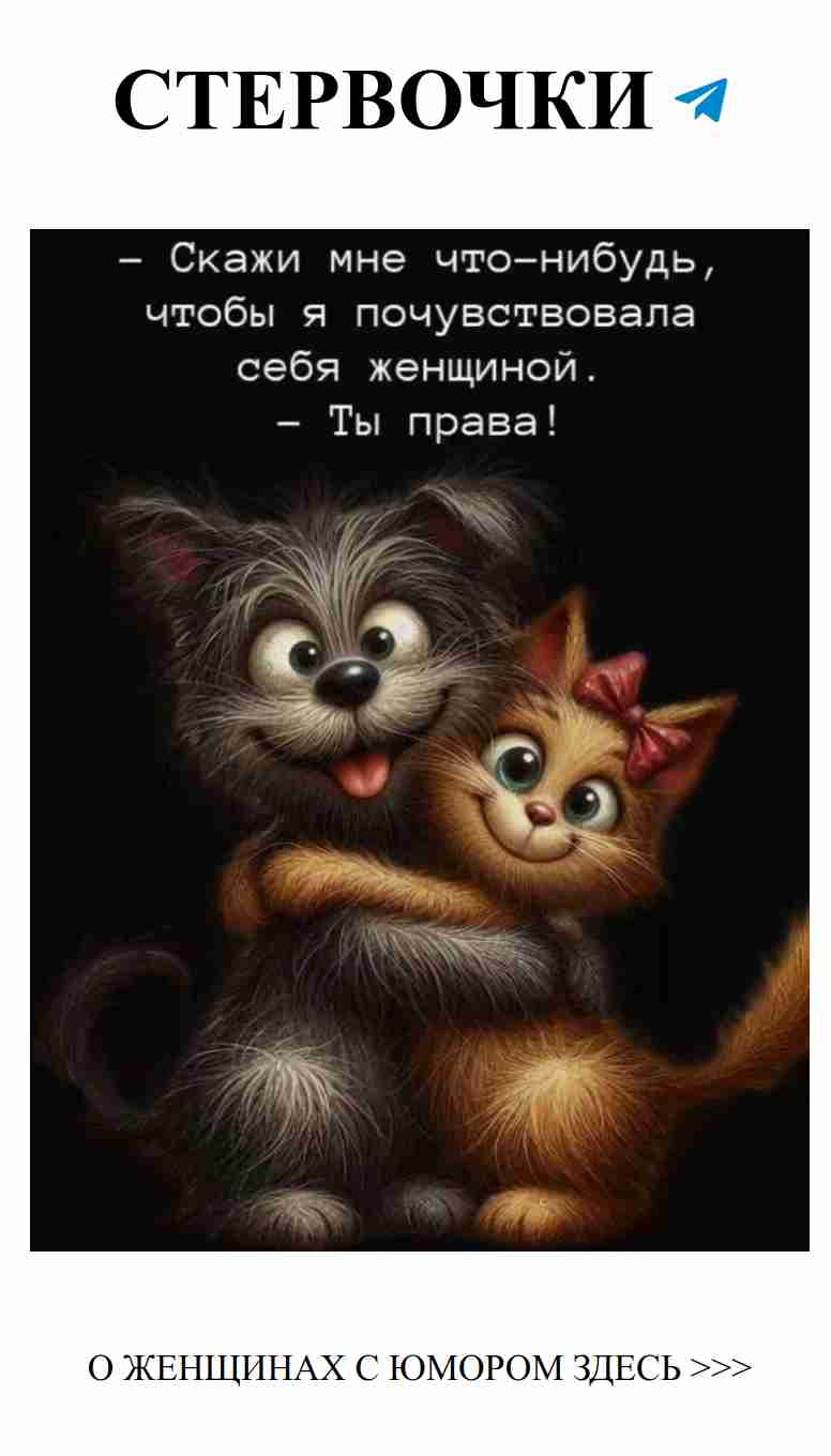 Когда коты сердятся, а собака пытается наладить мир!