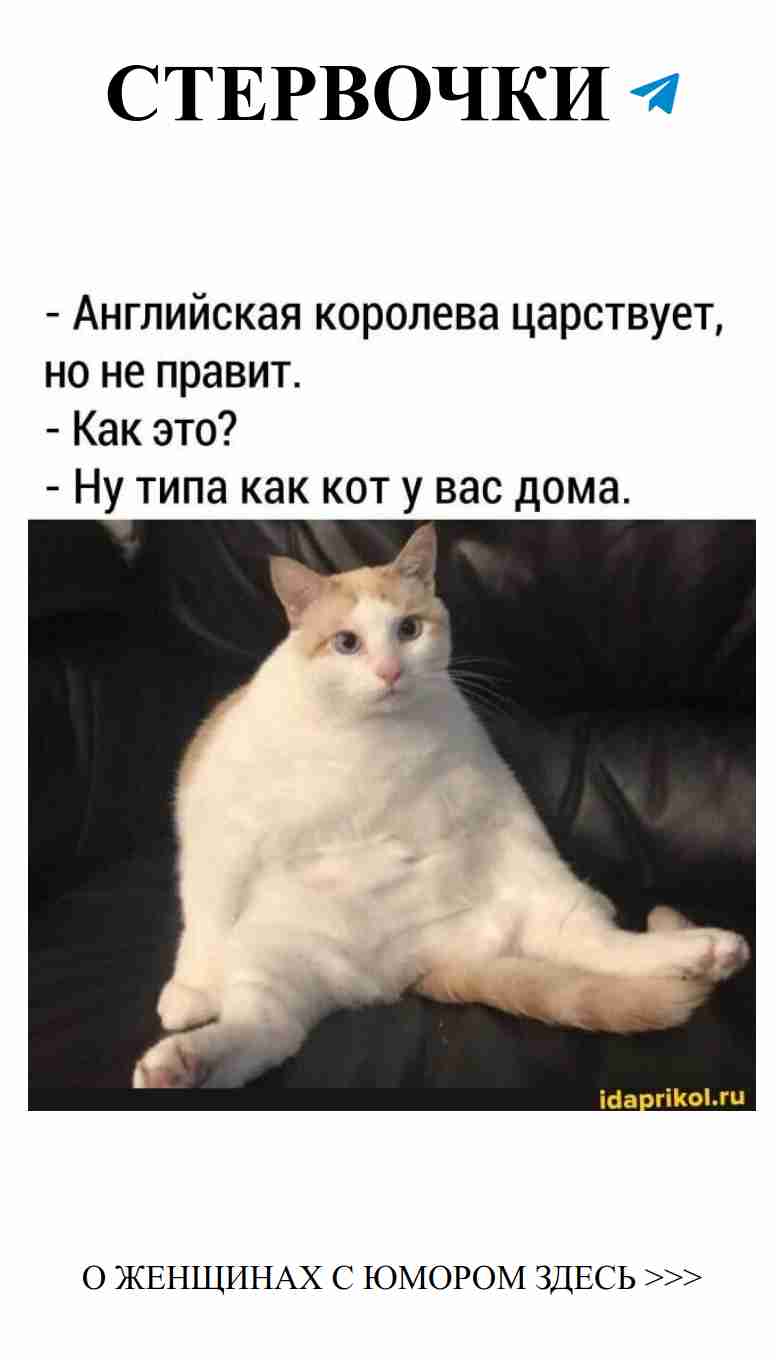 Почему мой кот всегда выбирает самые удобные места