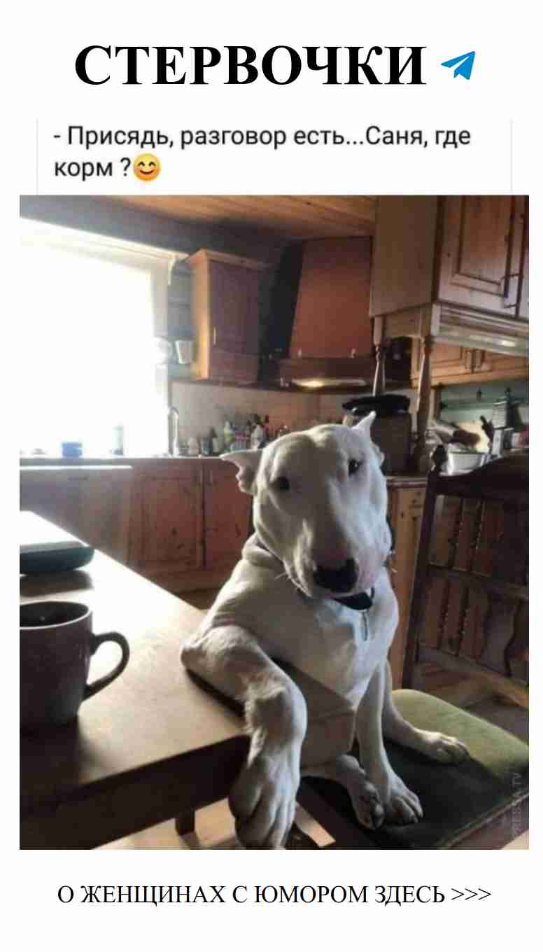 Смешные моменты с большими собаками и женской любовью