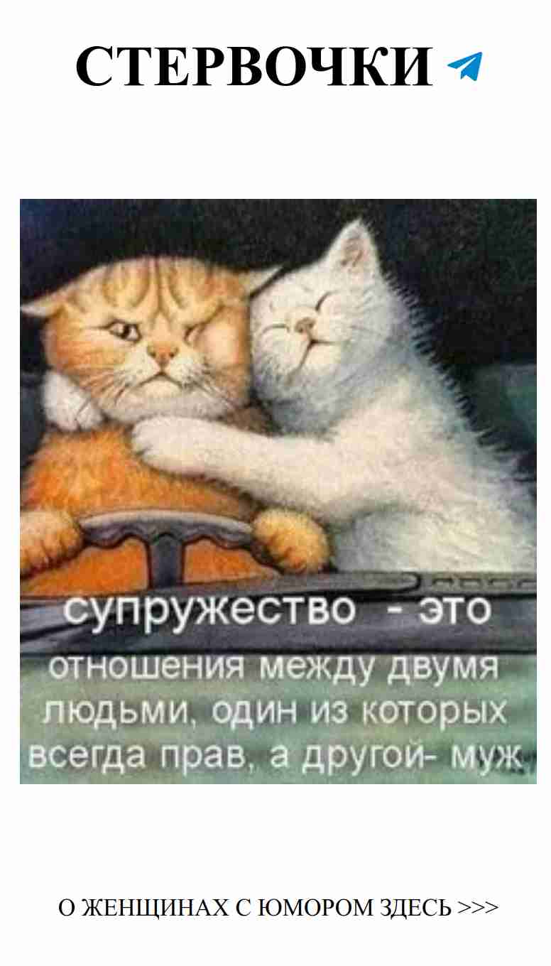 Когда коты на компьютере, даже любовь становится смешной