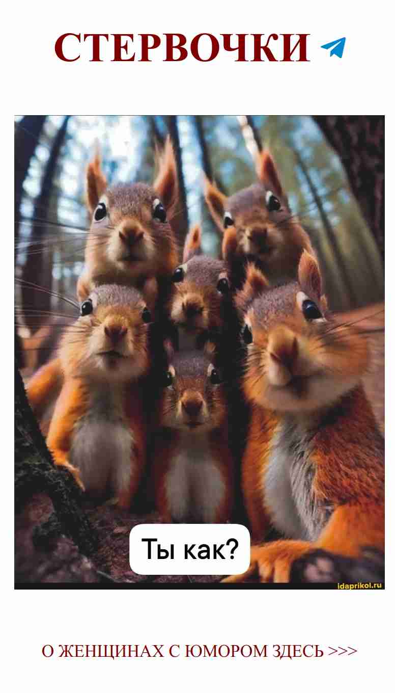 Лесные приколы: Как белки нашли свои наряды для фотосессии