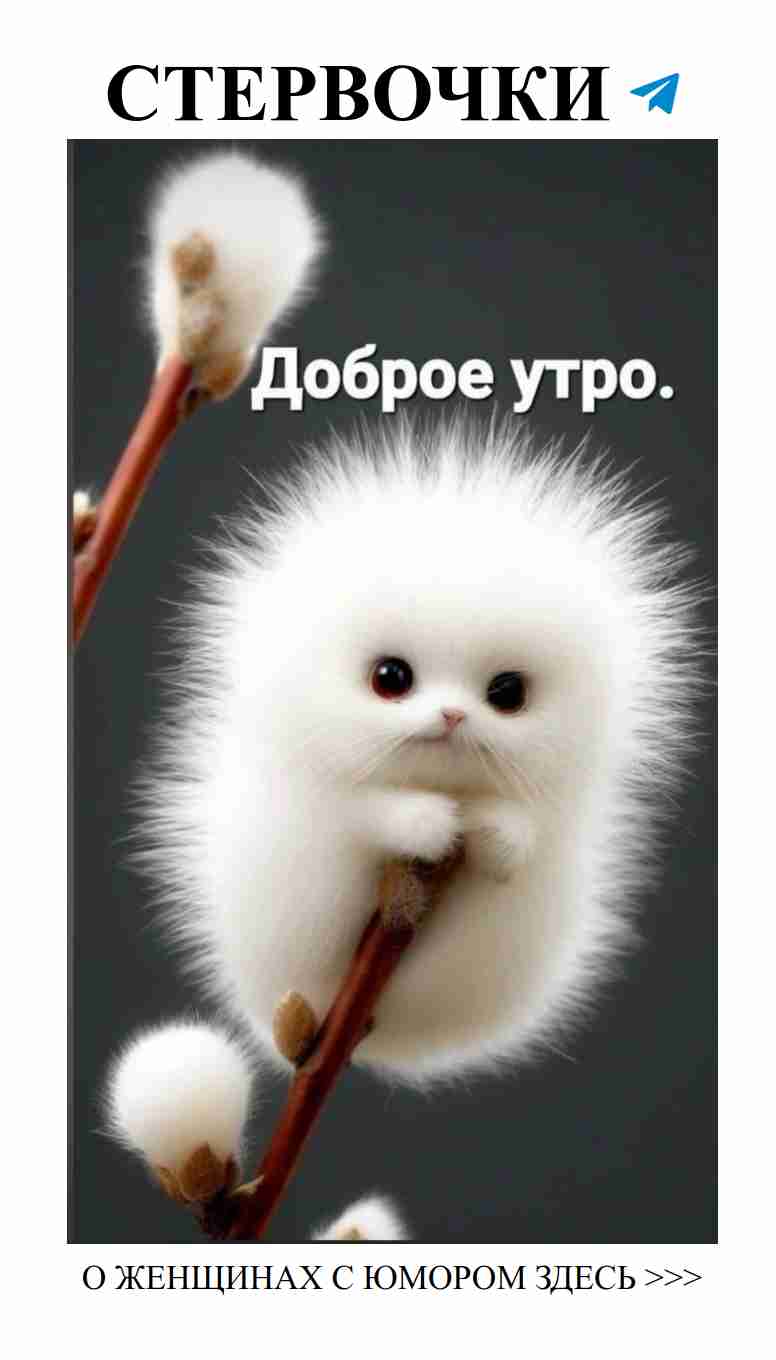 Котик на ветке и хлопковые мечты о любви