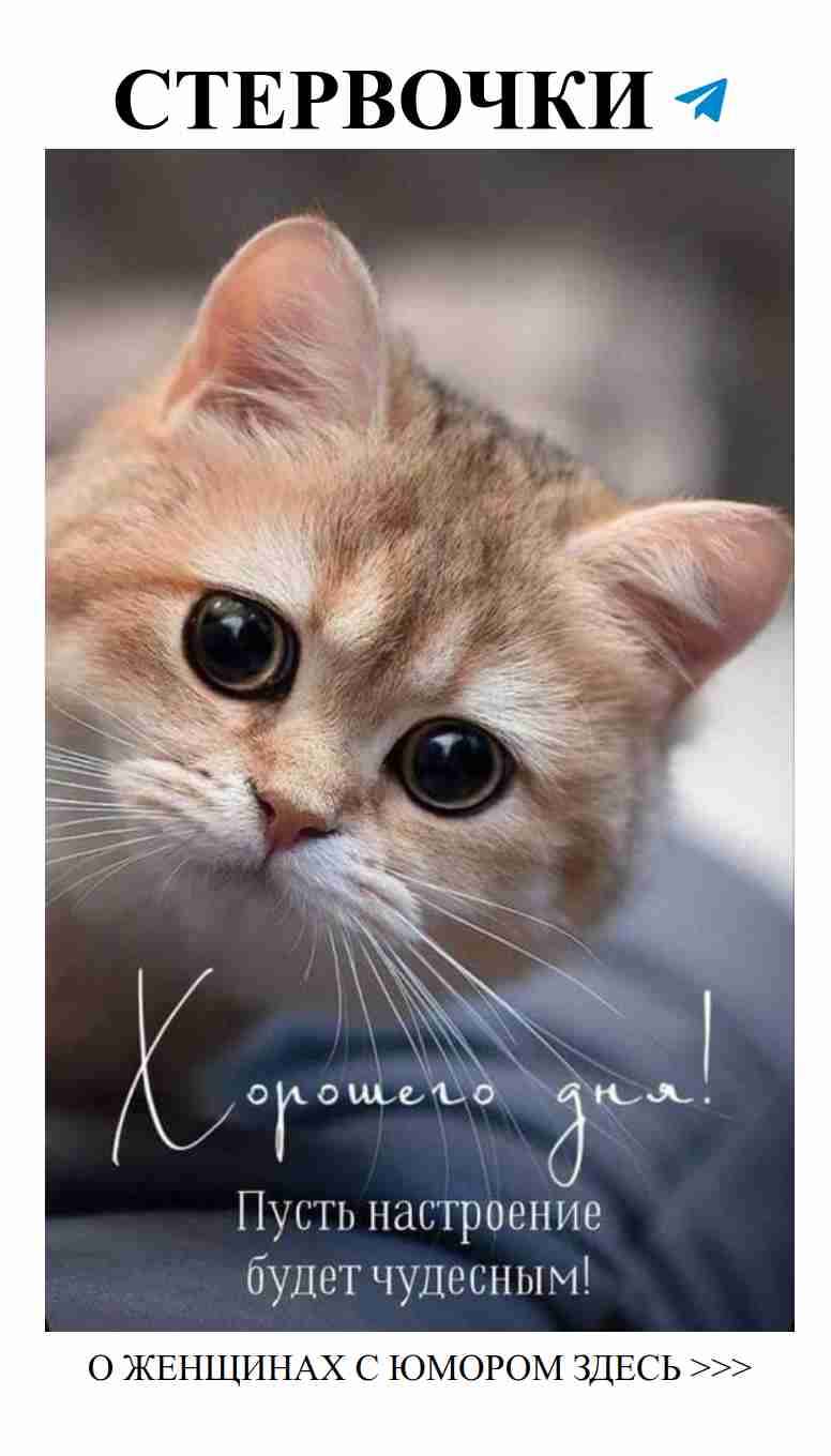 Нежные моменты с котенком и улыбкой на устах