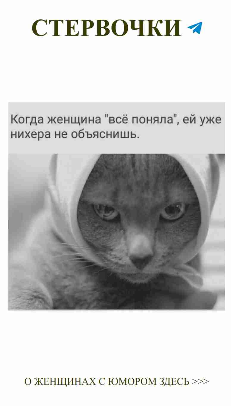 Кот в худи: нежность и смех для любви