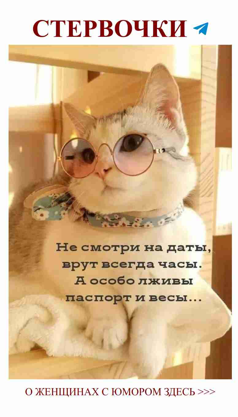 Когда кот в очках — настоящая любовь и юмор