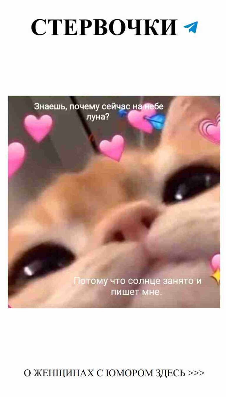 Милые кошки и забавные мемы о любви